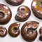 Spotted Rainbow Snail -  10L   ( 310 - 349g )